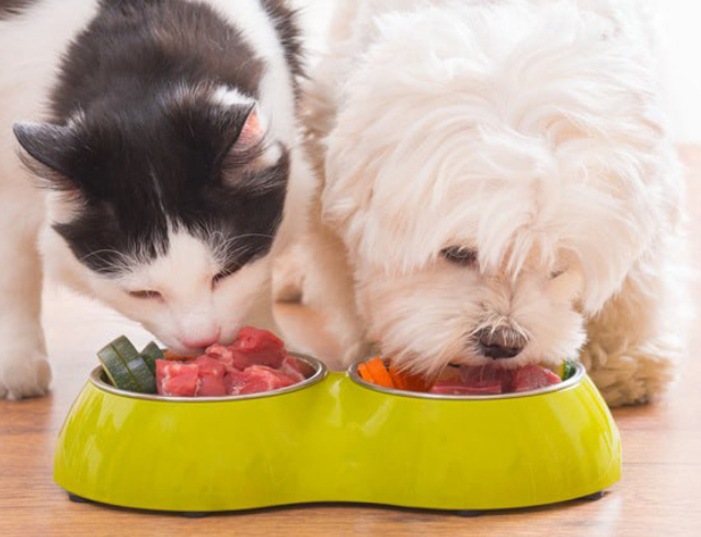 animaux-de-compagnie